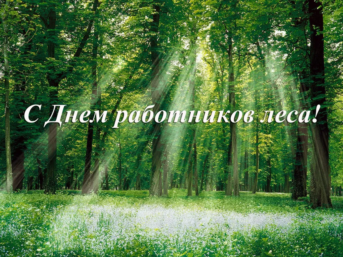 Картинки с днем работников леса