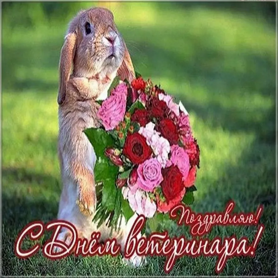 С днем рождения ветеринару