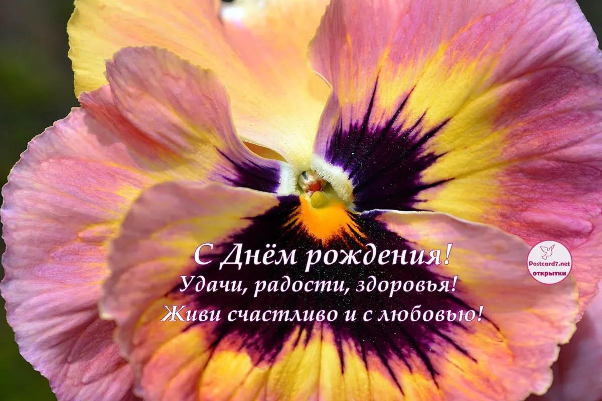 С днем рождения виолетта открытки