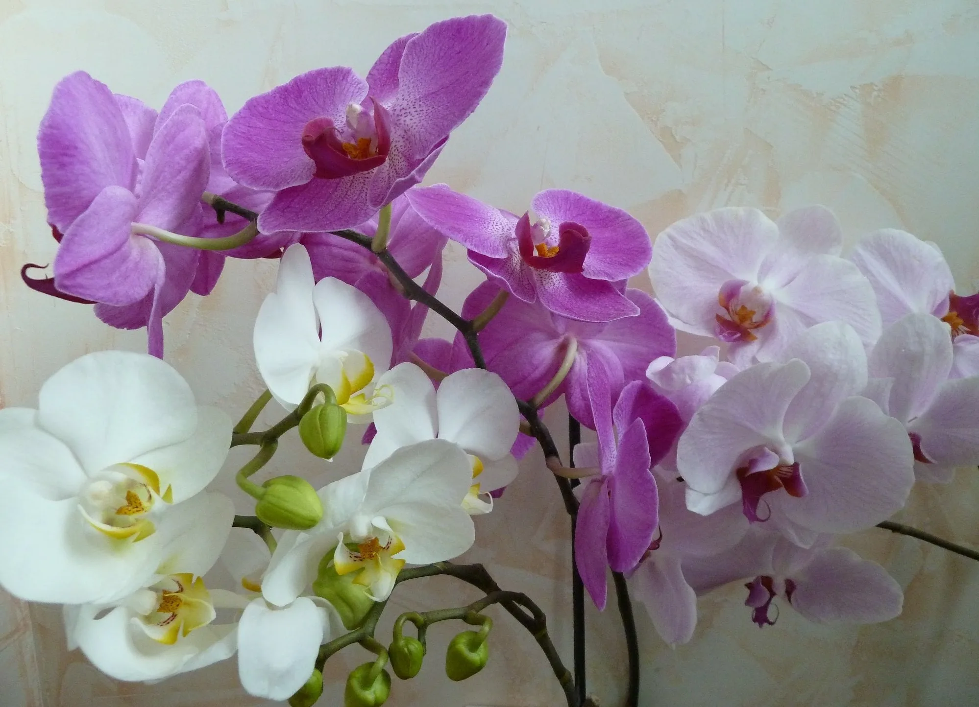 Фото Стихи к подарку орхидея #58