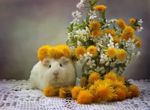 Скачивание изображения #295277