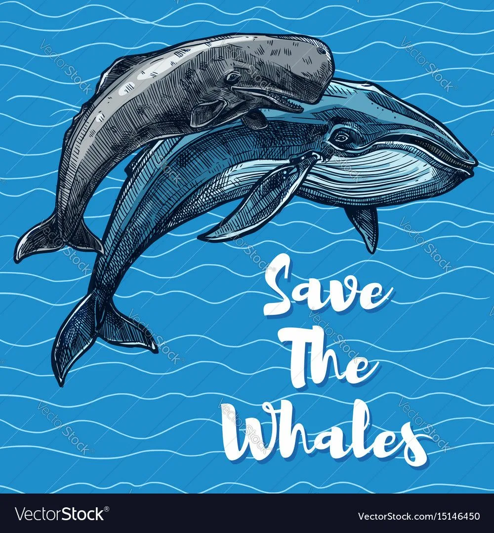 Фото Всемирный день китов и дельфинов 2024 #71