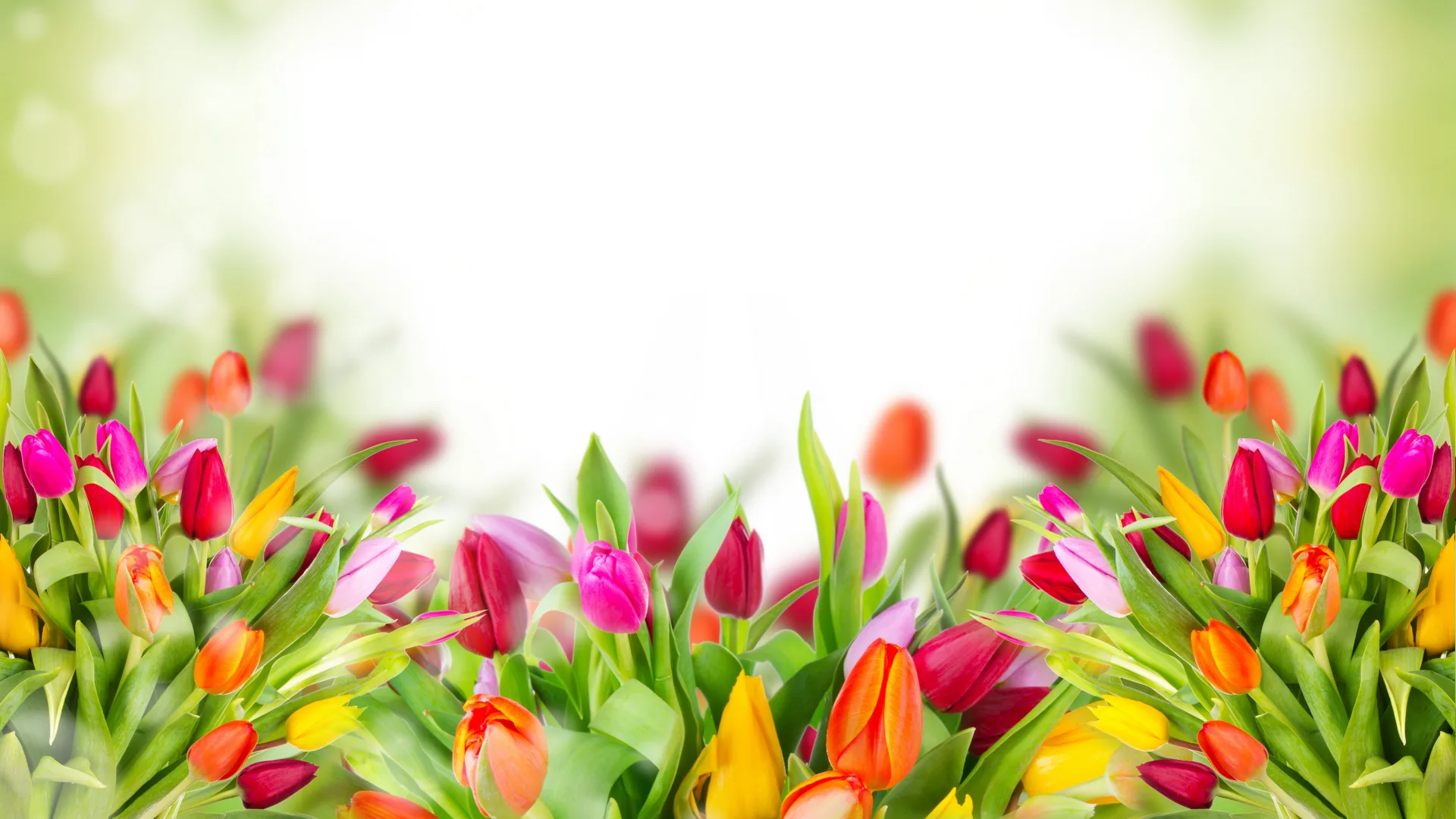 Фото Стихи к подарку тюльпаны #14