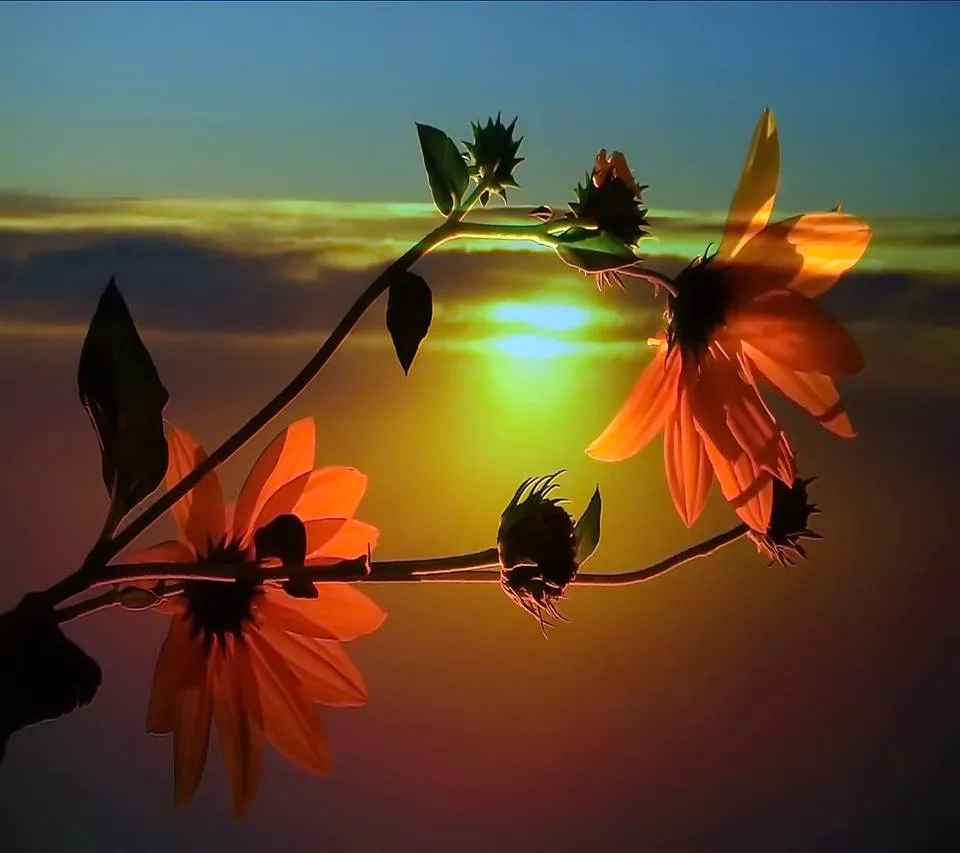 Цветы на фоне заката. Вечерние цветы. Цветы на закате солнца. Чудесный закат. Весенние пожелания спокойной ночи в картинках