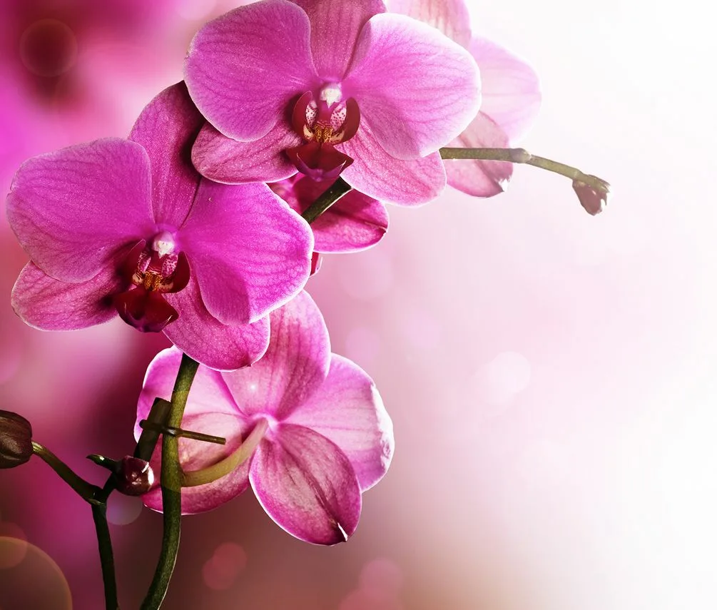 Фото Стихи к подарку орхидея #11