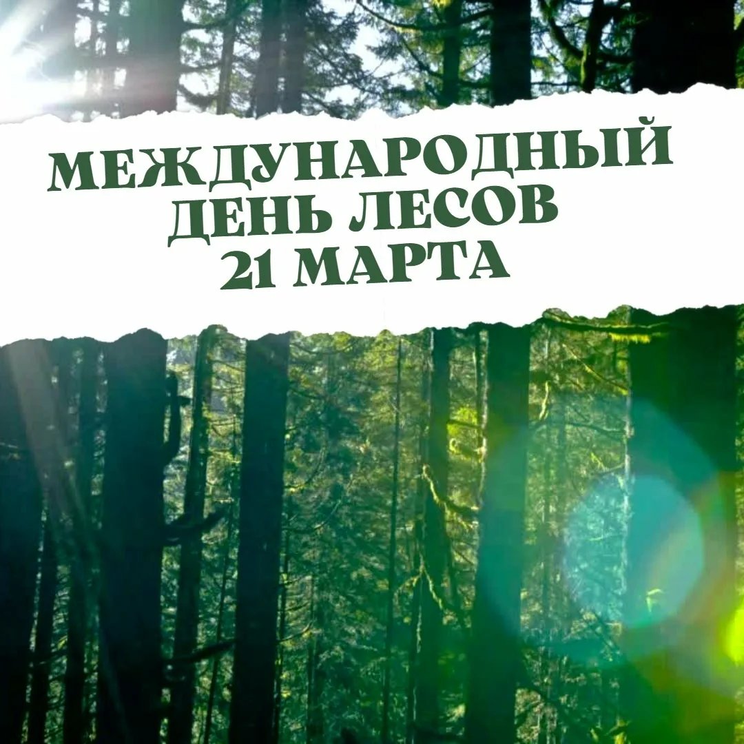 Фото Международный день леса 2025 #4