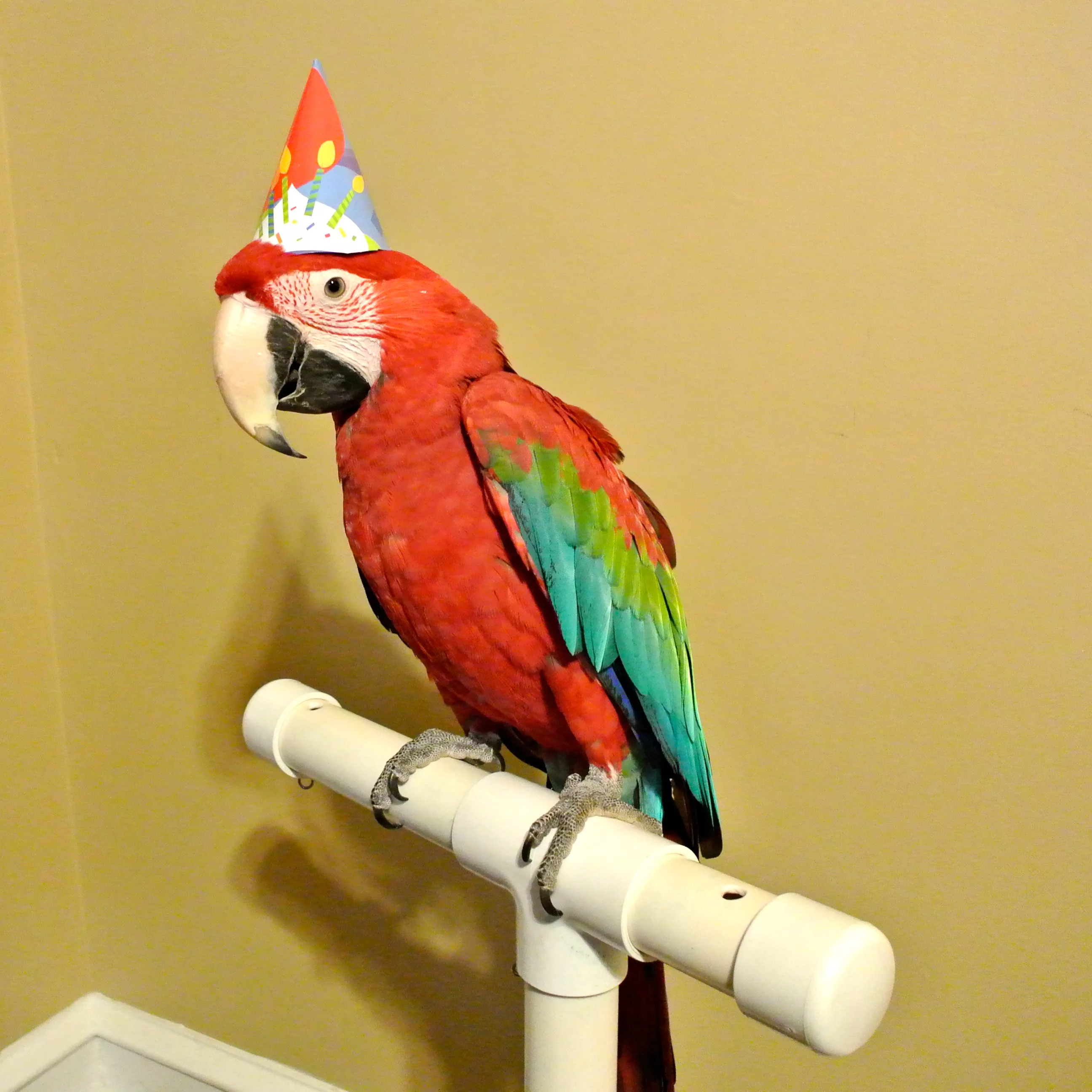Фото Слова к подарку попугай #74
