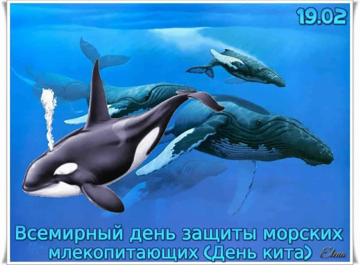 Фото Всемирный день китов и дельфинов 2024 #15
