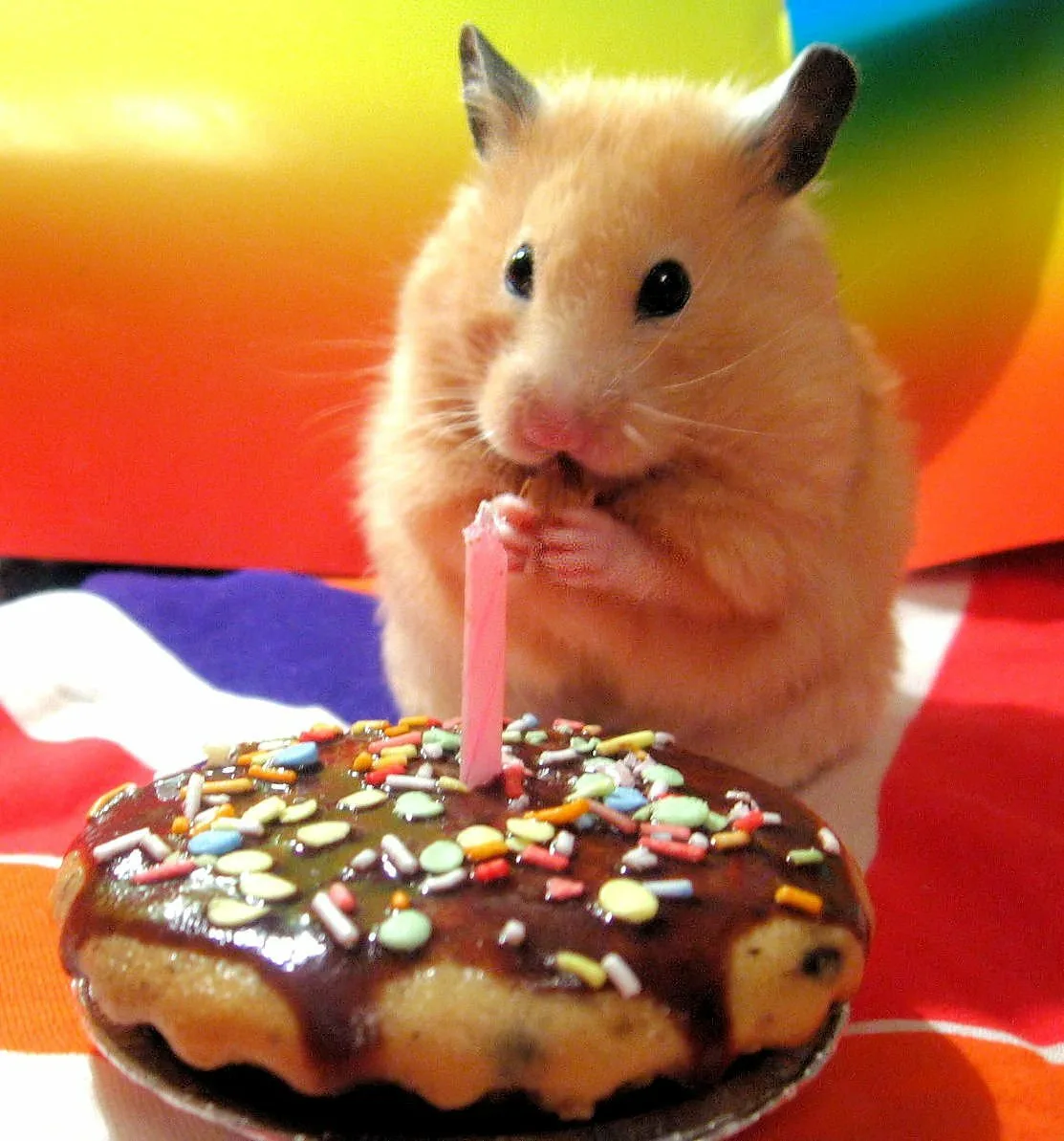 Поздравление хомяка. Открытка с днём рождения животные. Тортики с хомячками. С днем рождения хомяк. Забавные хомяки.