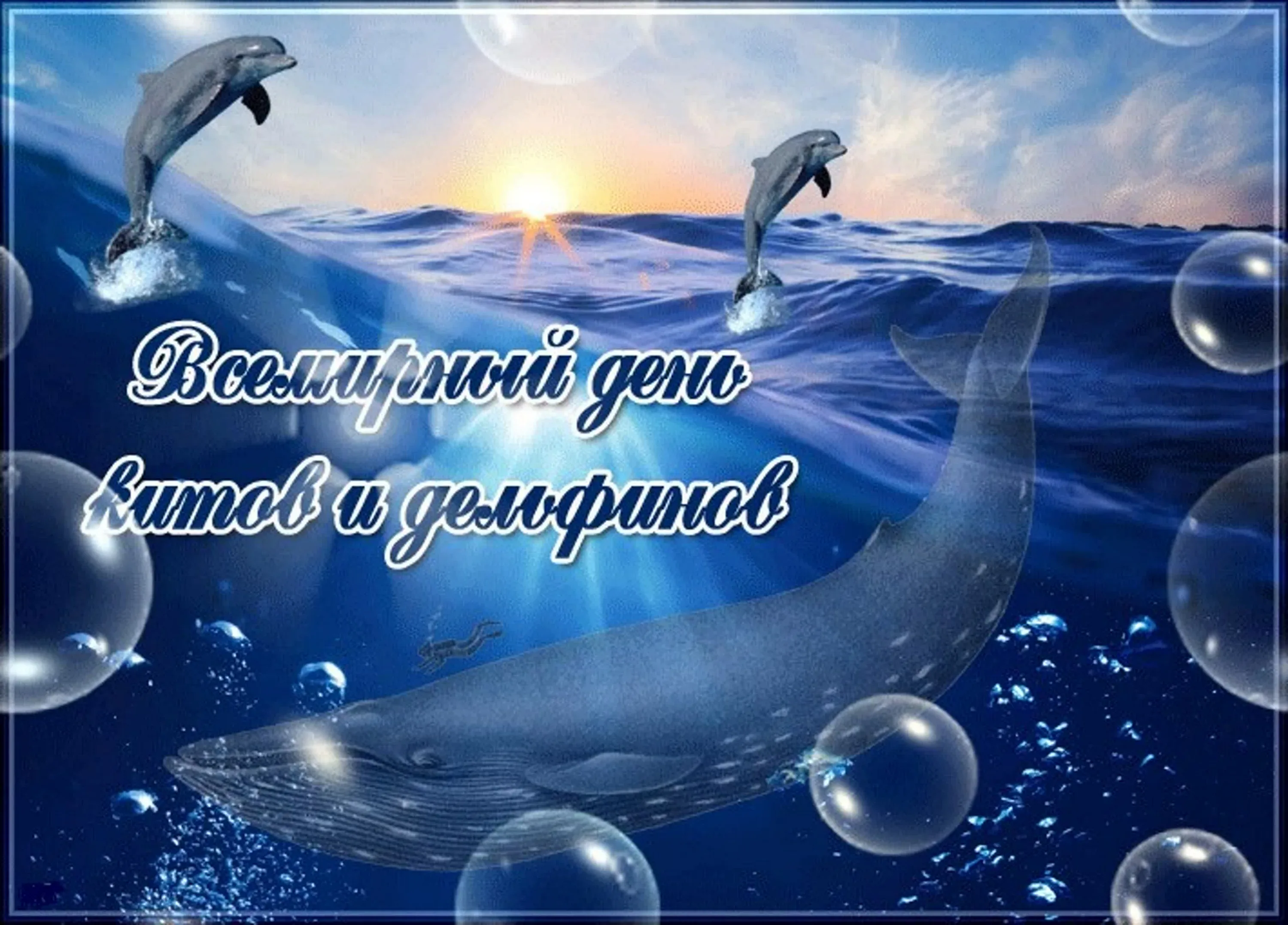 Фото Всемирный день китов и дельфинов 2024 #17