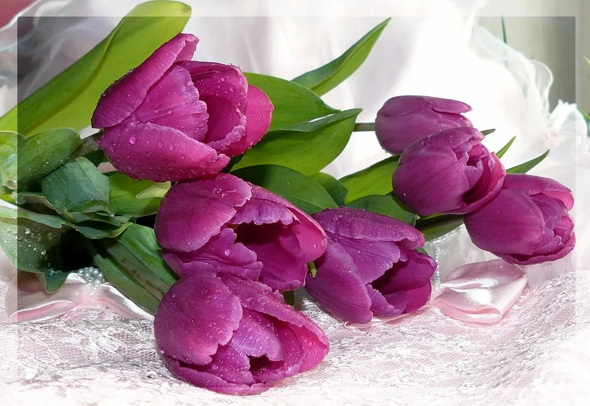 Тюльпаны открытки красивые с пожеланиями. Тюльпаны открытка. Красивые тюльпаны.