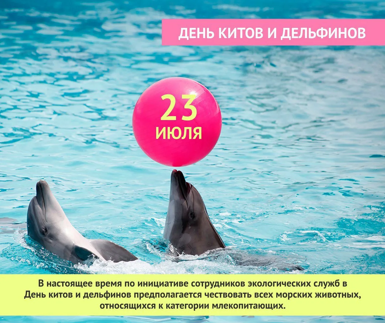 Фото Всемирный день китов и дельфинов 2024 #20