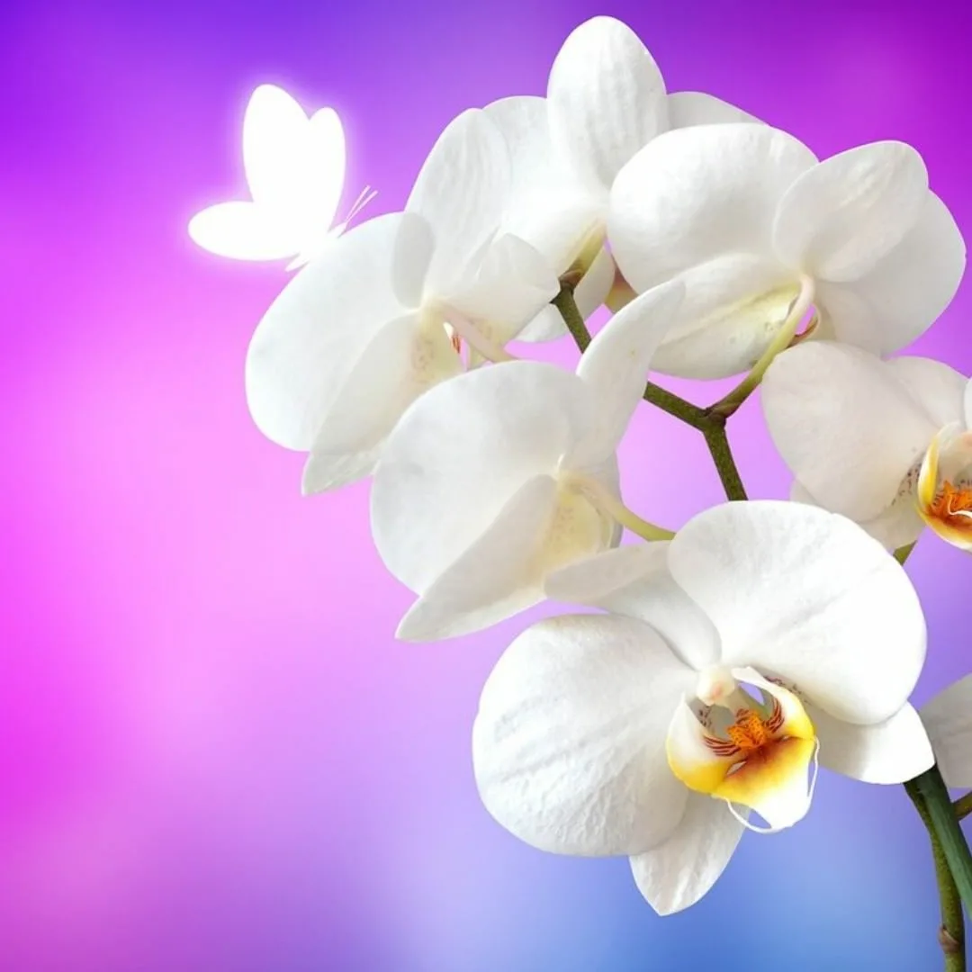 Фото Стихи к подарку орхидея #52