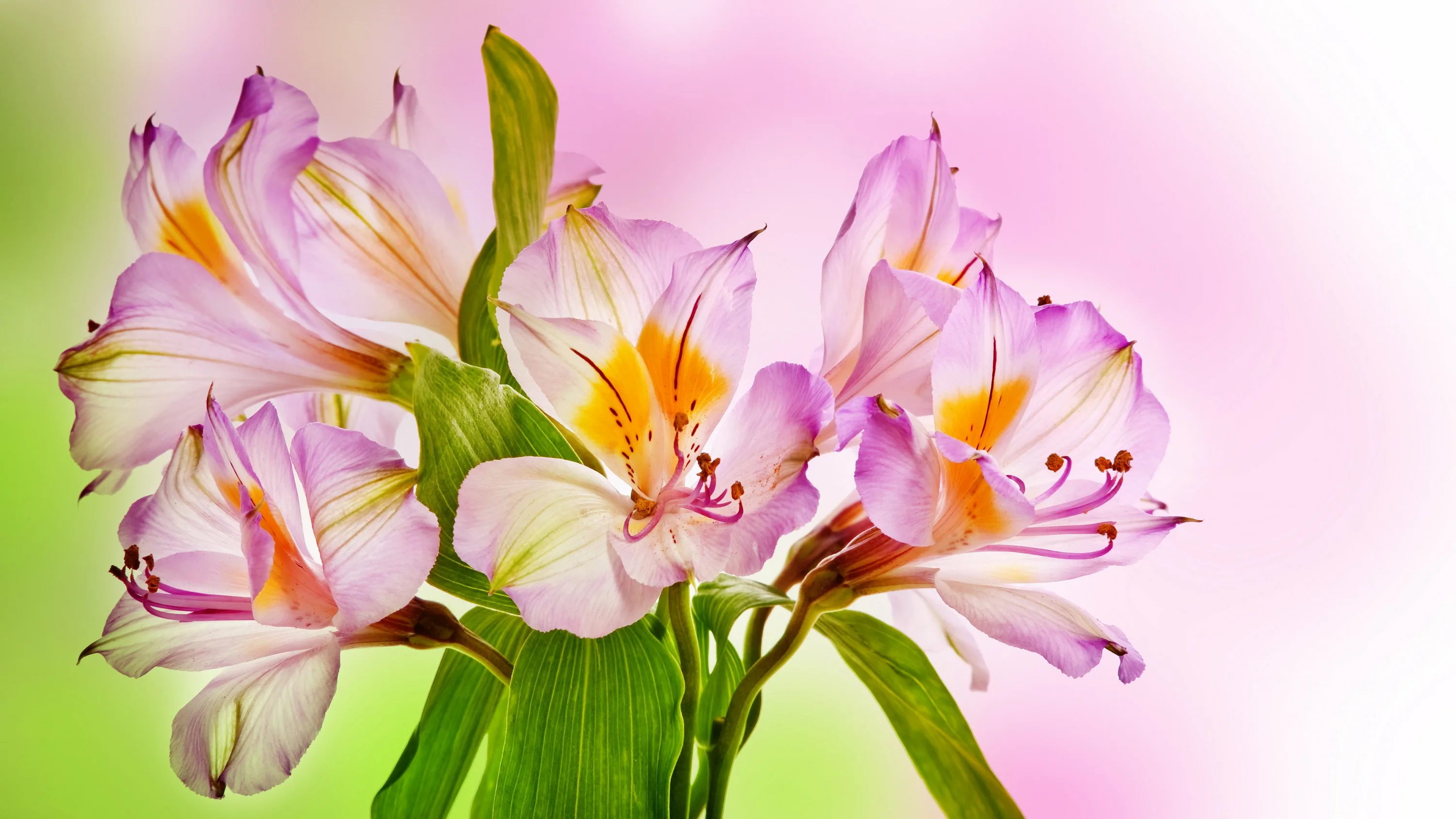 Открытка с цветами лилии. Лилейная Орхидея. Орхидея Лилия. Фон с лилиями. Букет лилий.