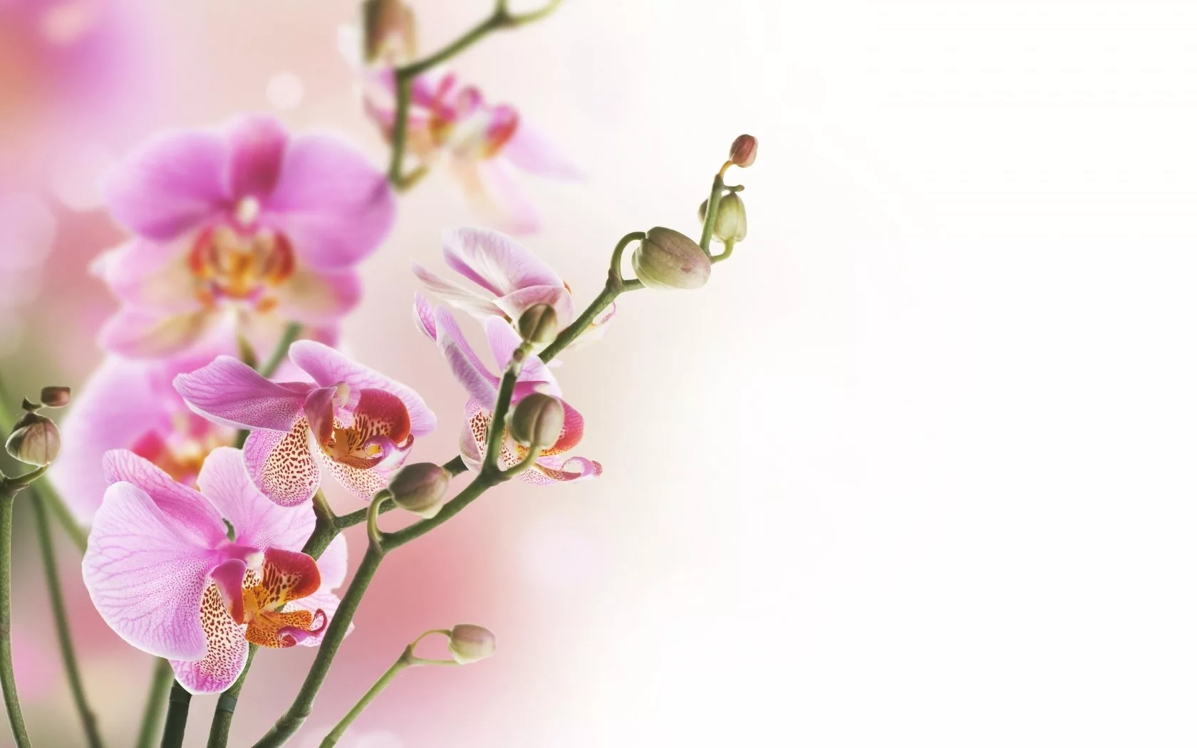 Фото Стихи к подарку орхидея #71