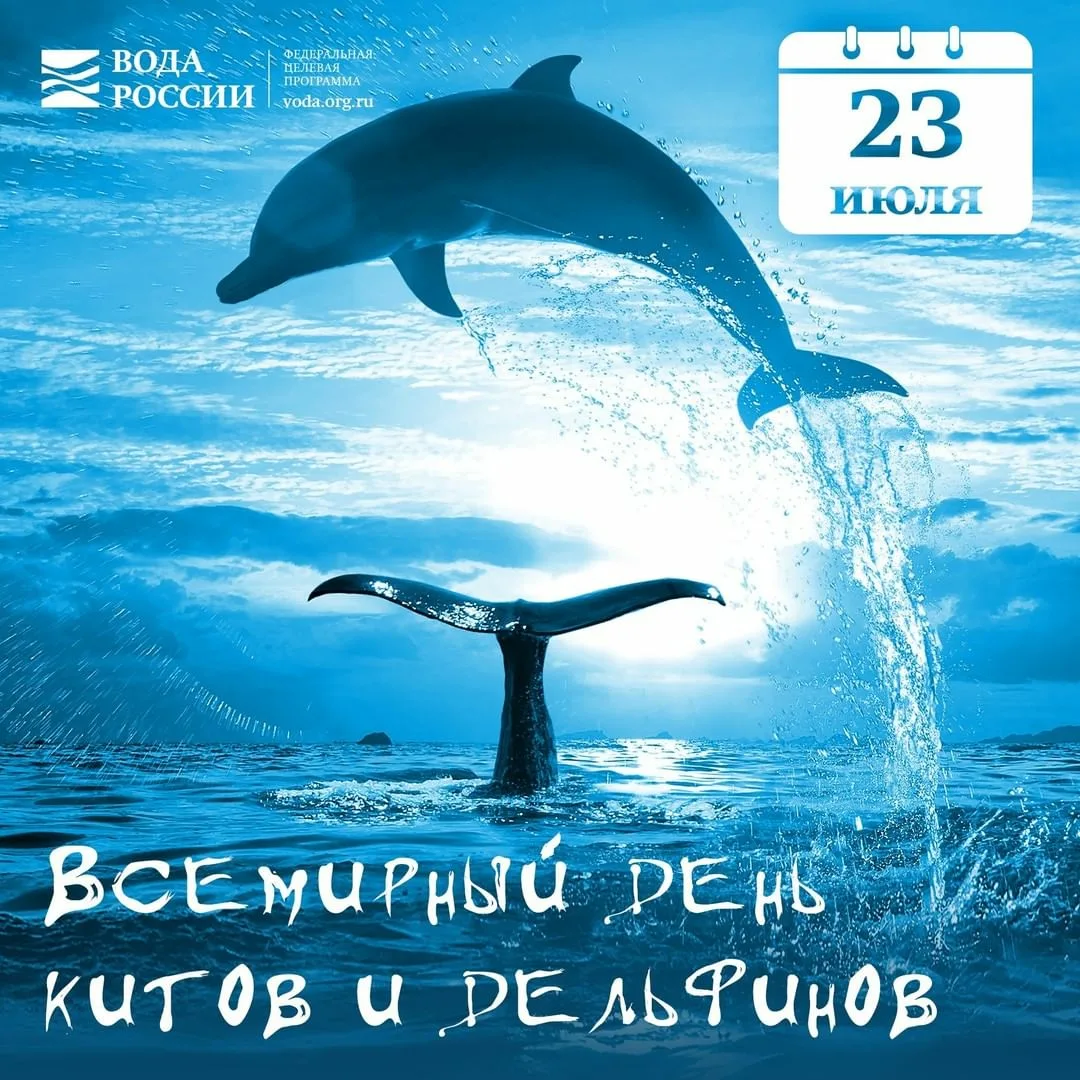 Фото Всемирный день китов и дельфинов 2024 #47