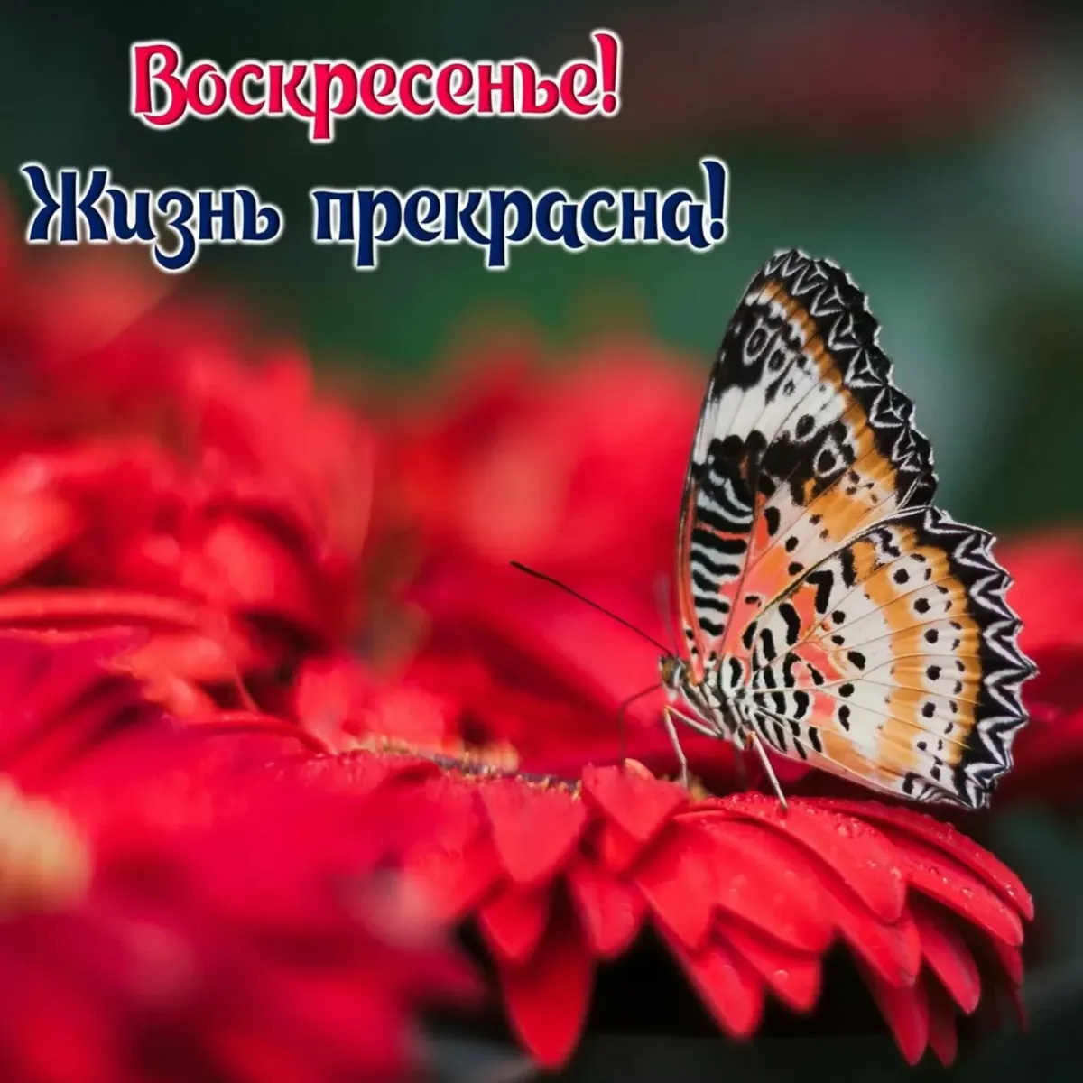 С добрым воскресениям выходных. Открытки хорошего воскресенья. Прекрасного воскресенья и отличного настроения. Поздравление с воскресеньем. Яркие бабочки.