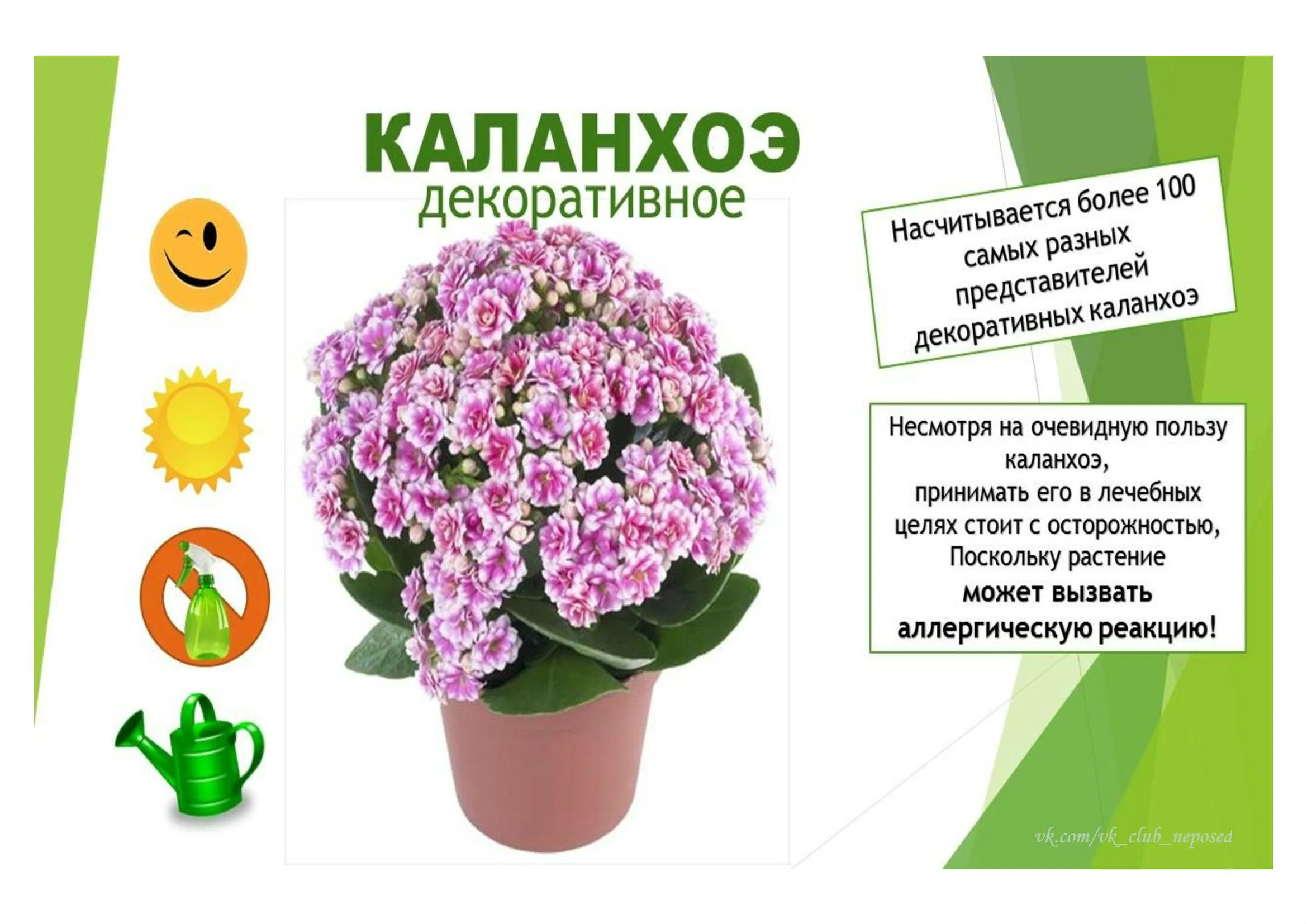 Опишите особенности растений каланхоэ и аспарагуса. Каланхоэ комнатное растение. Комнатные растения каланхоэ Цветущий.