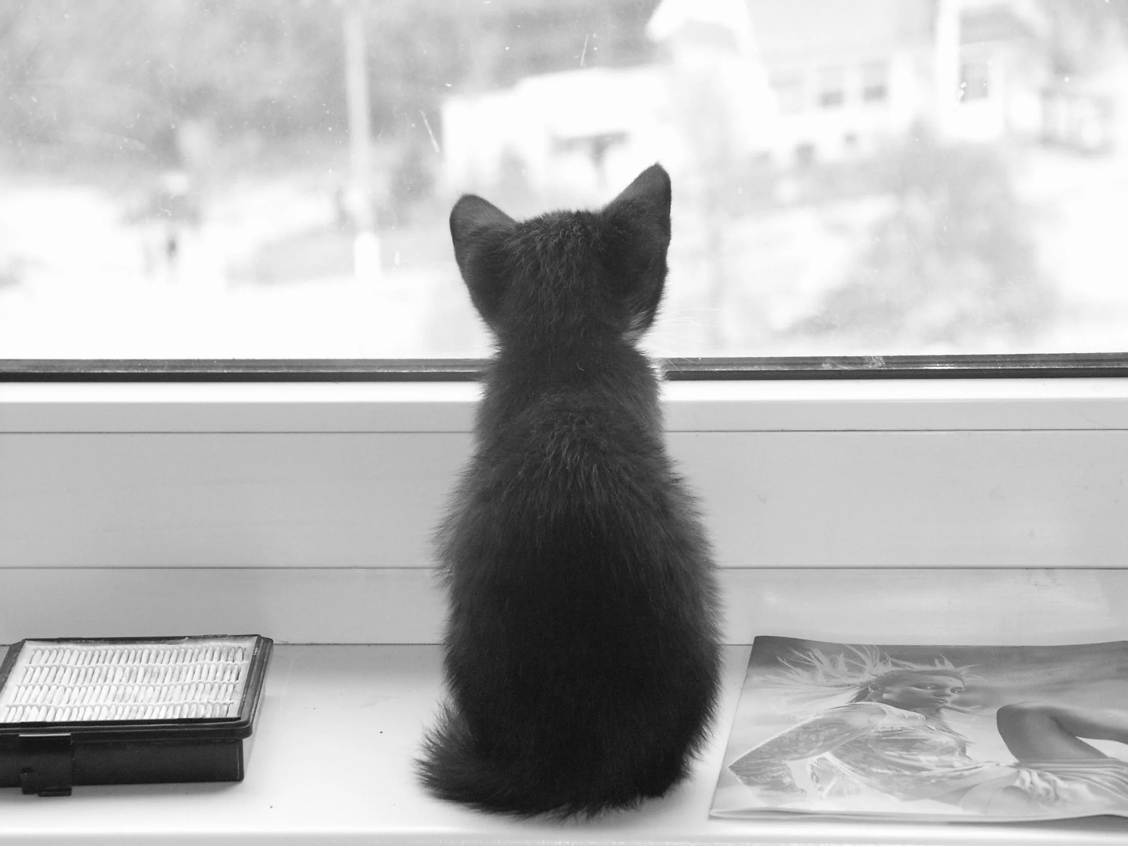 Картинки скучающей. Кот скучает. Котенок ждет. Одинокий котенок. Скучающий котенок.