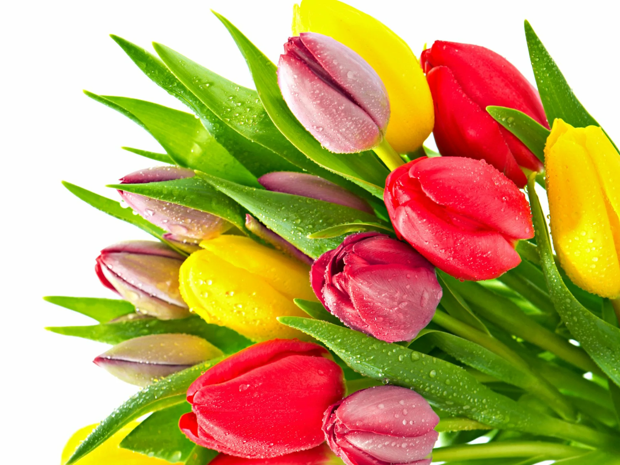 Открытку красивый букет тюльпанов. Тюльпаны разноцветные. Тюльпаны открытка.