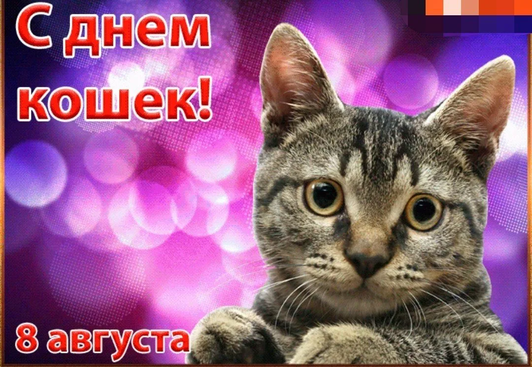 Всемирный день кошек поздравления. День кошек. День кошек Всемирный день. День кошек открытки.