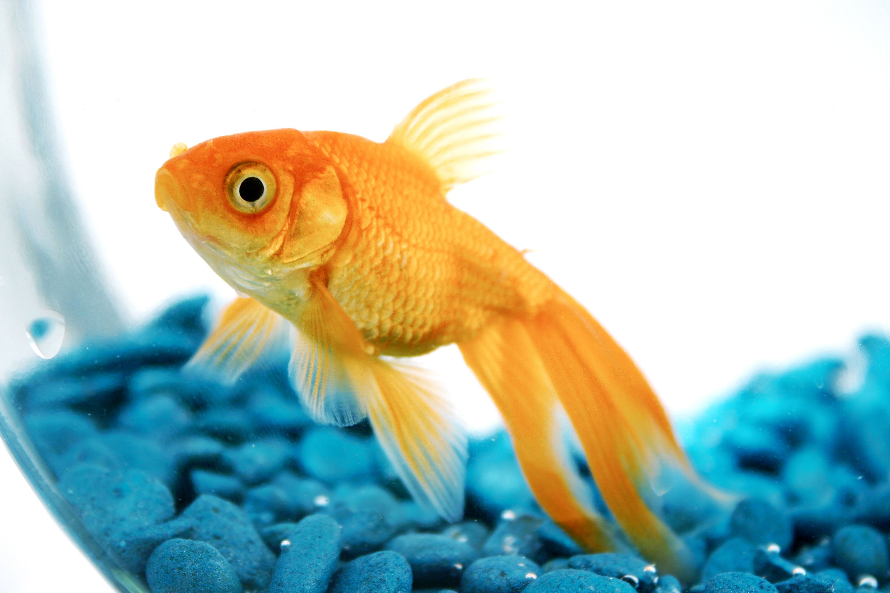 С днем рождения рыбка картинки. Золотая рыба. Рыба Золотая рыбка. Поздравление Золотая рыбка. Открытка с золотой рыбкой.