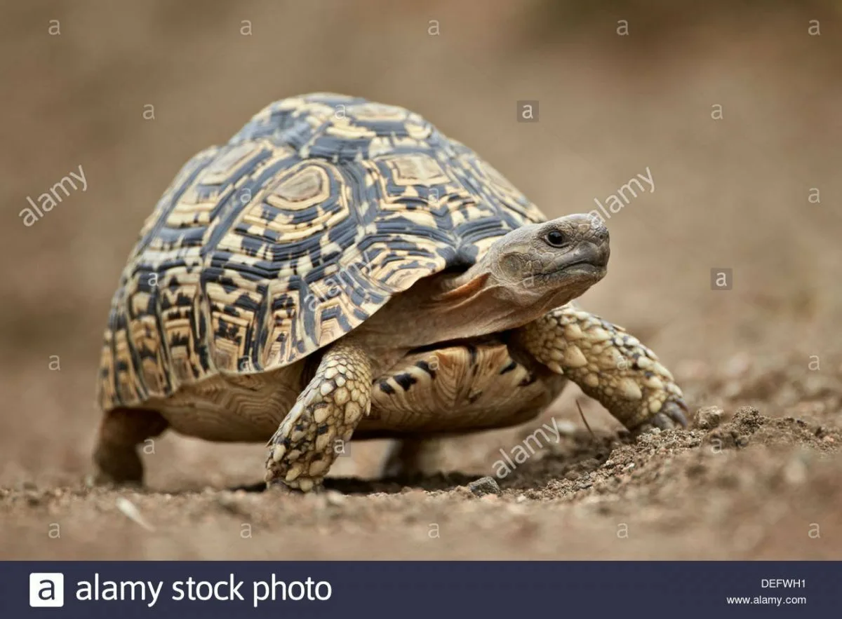 Фото Всемирный день черепахи #74
