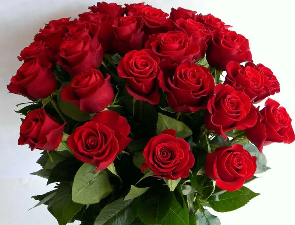 Шикарные цветы. Красивый букет. Букет роз. Красивый букет красных роз.