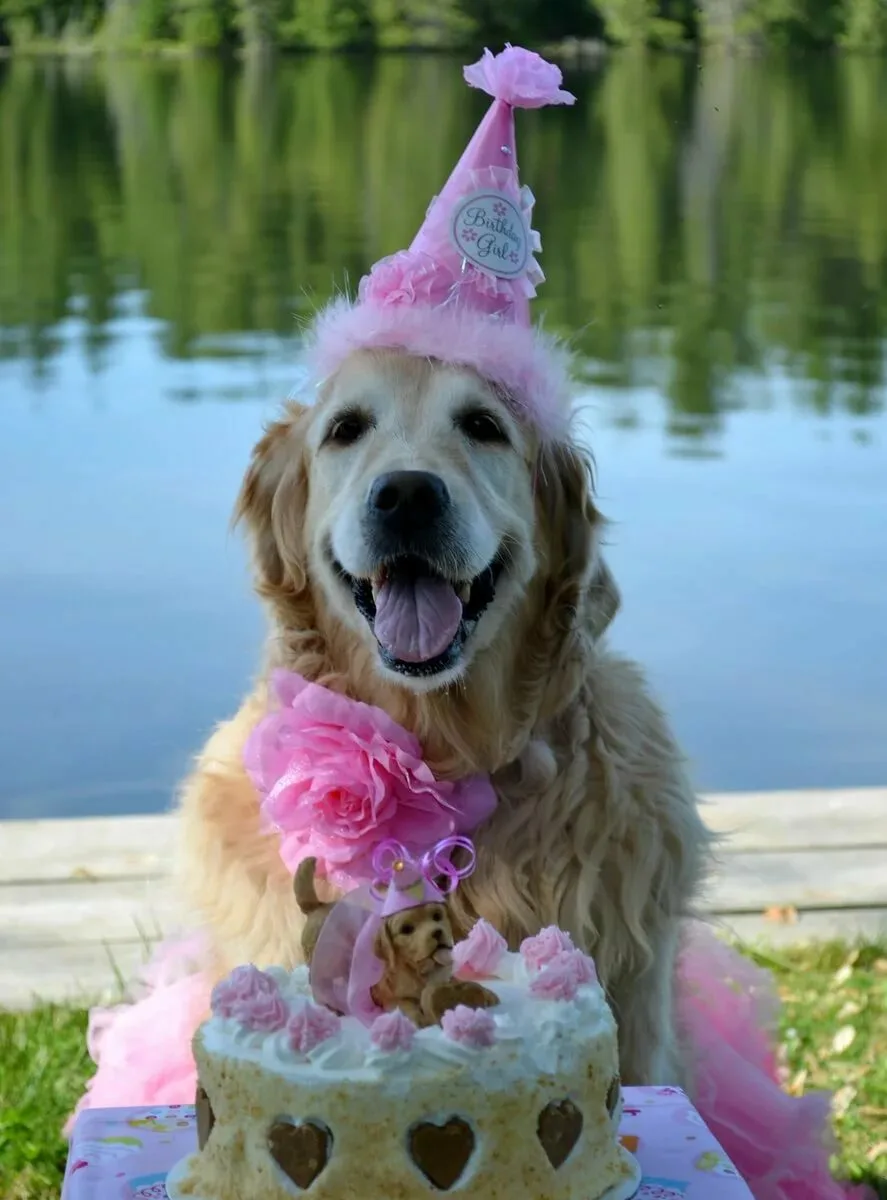 Фото Поздравления с днем рождения собаке #59