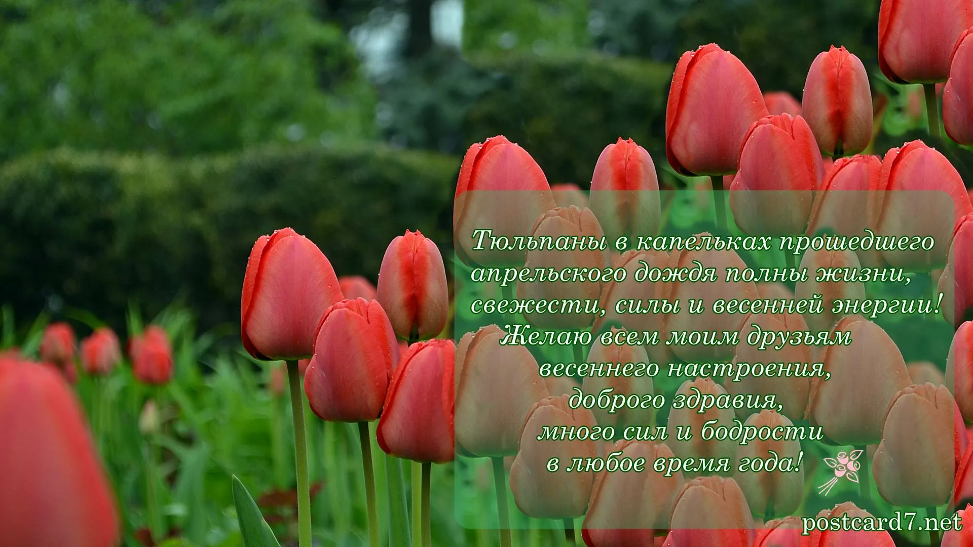 Тюльпаны слоган. Красота тюльпанов в стихах. Стих про тюльпаны короткие. Тюльпаны стихи красивые. Стихотворение про тюльпан.