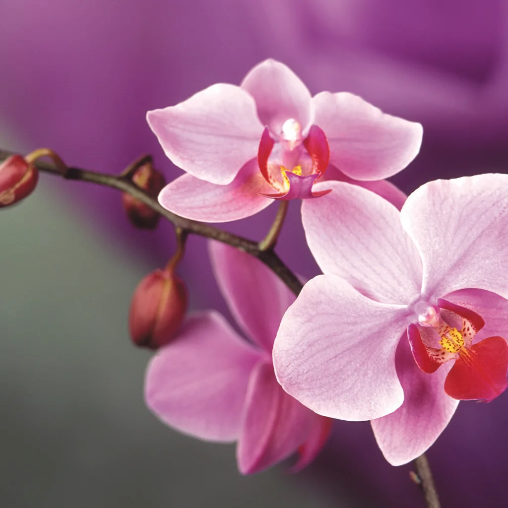 Фото Стихи к подарку орхидея #72