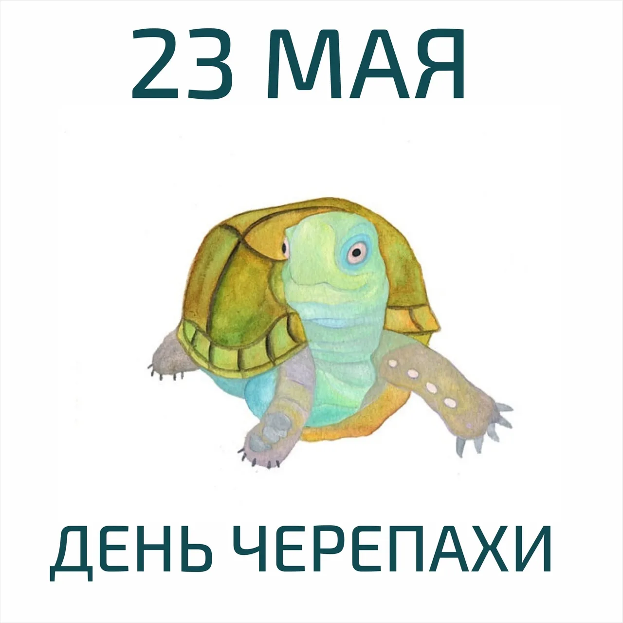 Фото Всемирный день черепахи #13