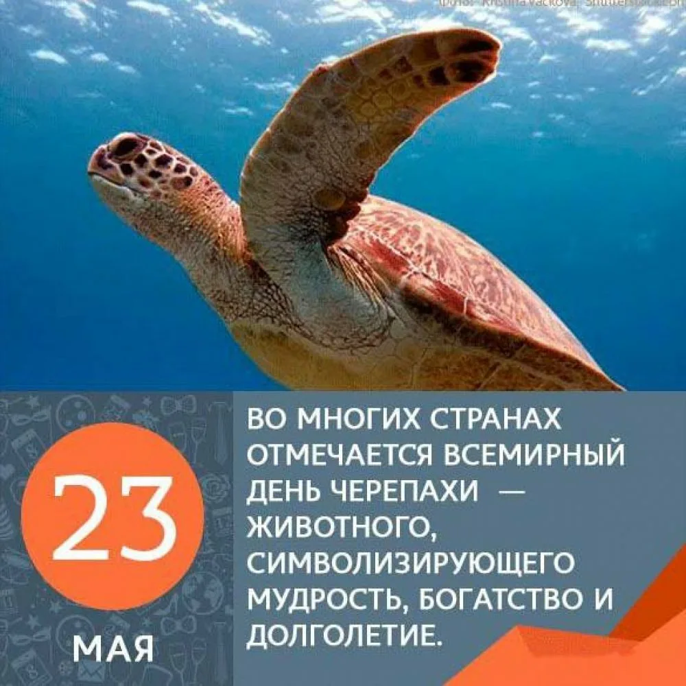 Фото Всемирный день черепахи #5