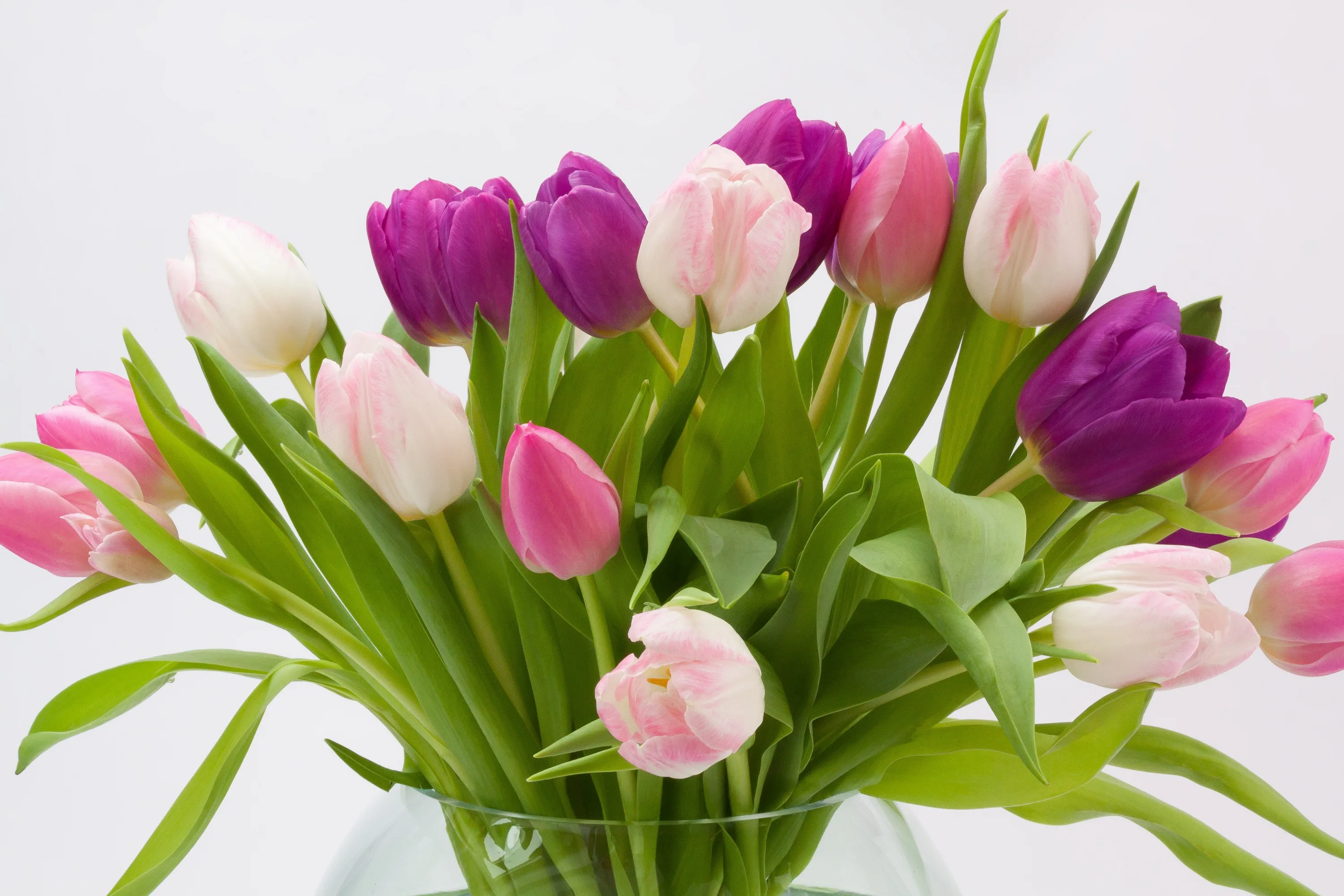 Фото Стихи к подарку тюльпаны #31