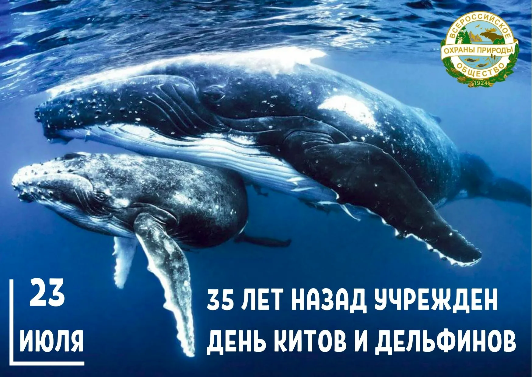 Фото Всемирный день китов и дельфинов 2024 #13