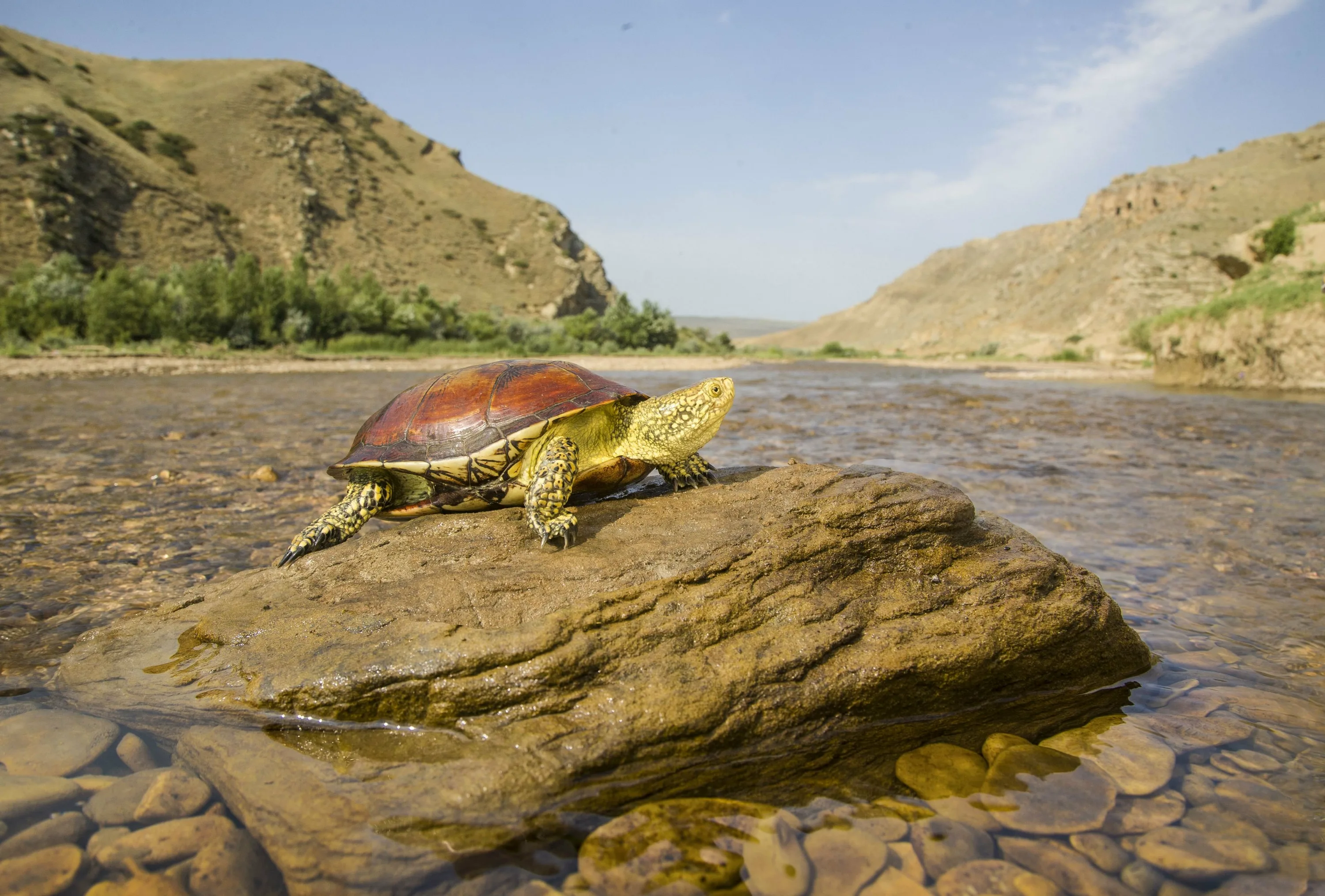 Фото Всемирный день черепахи #27