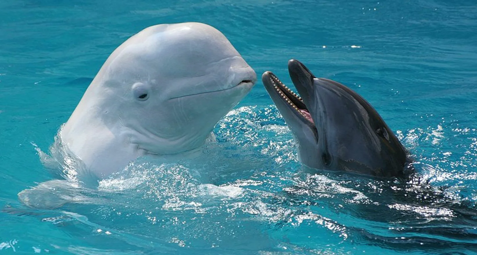 Фото Всемирный день китов и дельфинов 2024 #16