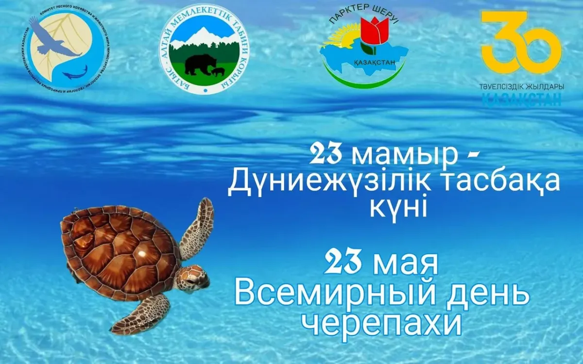 27 ноября день поддержки черепах картинки. Всемирный день черепахи. Всемирный день черепахи 23. 23 Мая 2021 Всемирный день черепахи. День черепахи 23 мая.