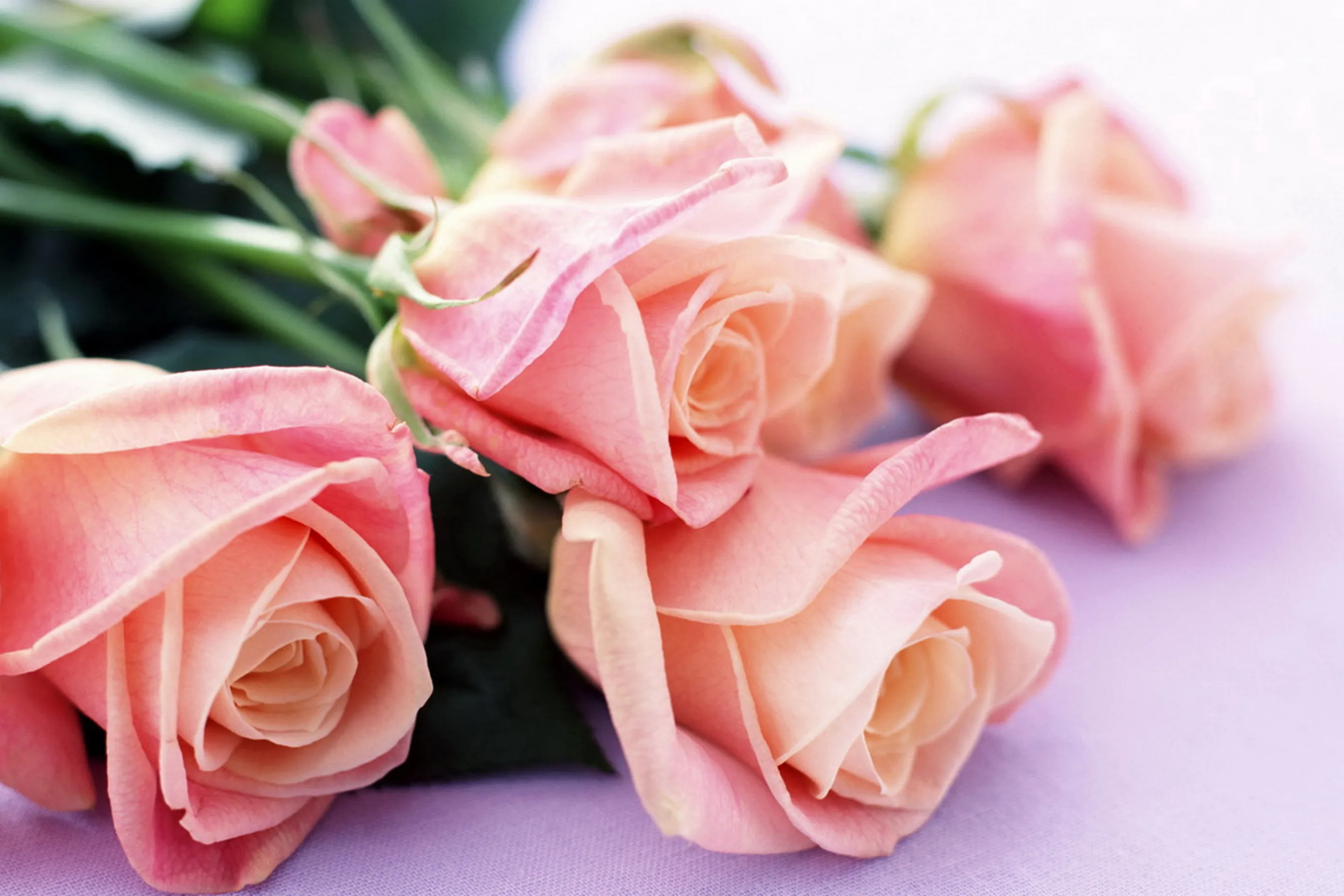 Открытка с днем розовой. Красивые цветы. Шикарные цветы. Нежные розы. Открытка цветы.