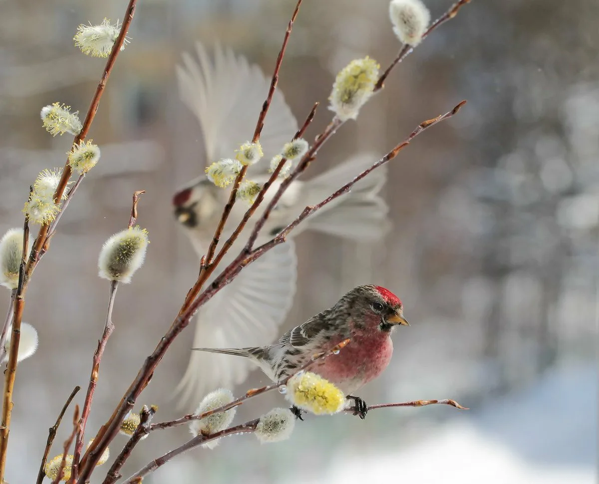 Красивые поздравления с первым днем весны открытки. Птицы ранней весной.