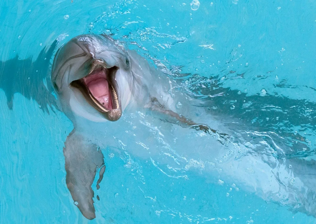 Фото Всемирный день китов и дельфинов 2024 #40