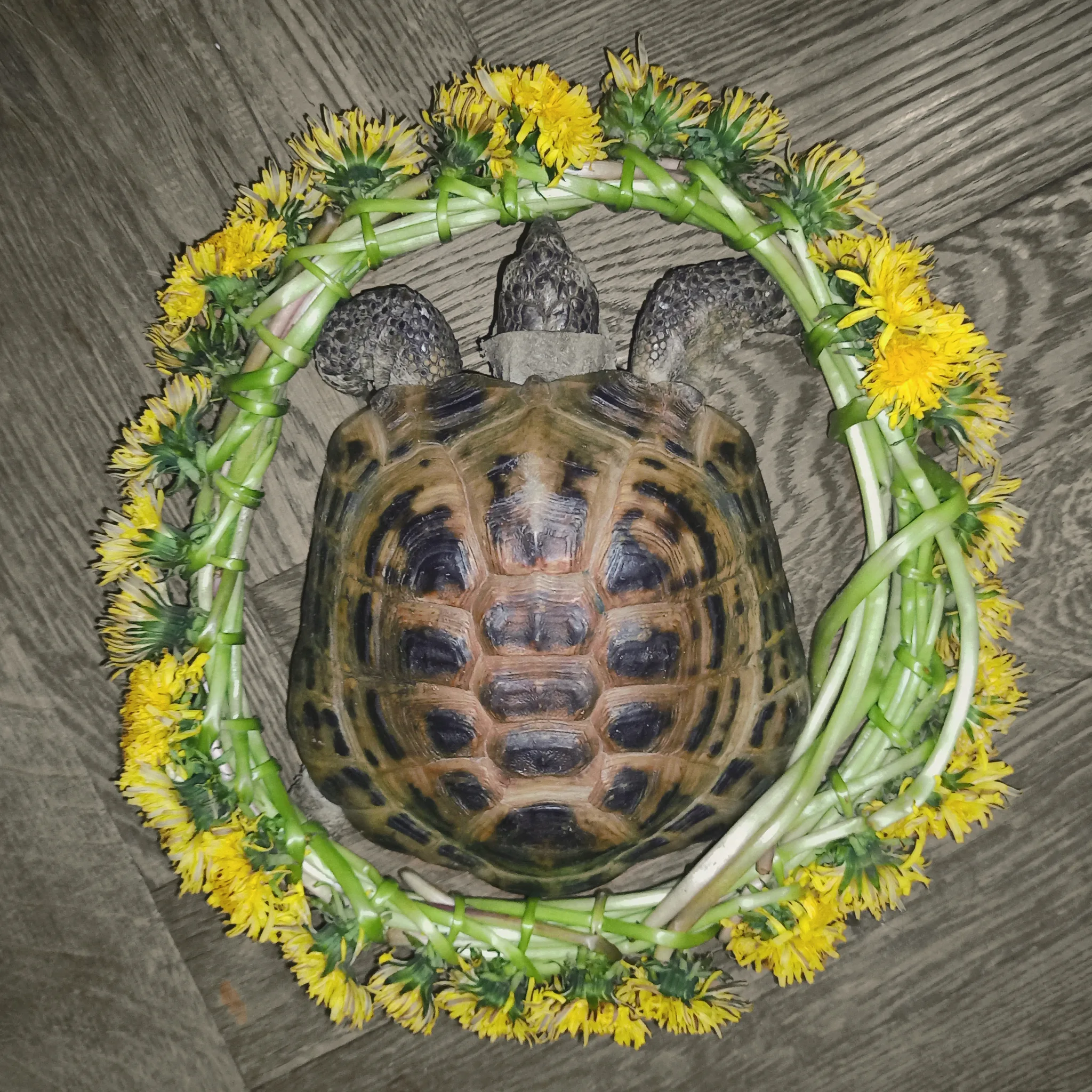 Фото Всемирный день черепахи #60