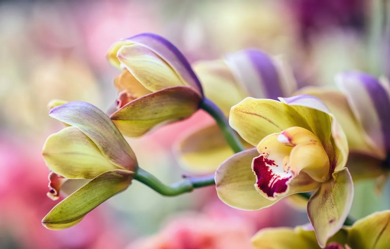 Фото Стихи к подарку орхидея #79