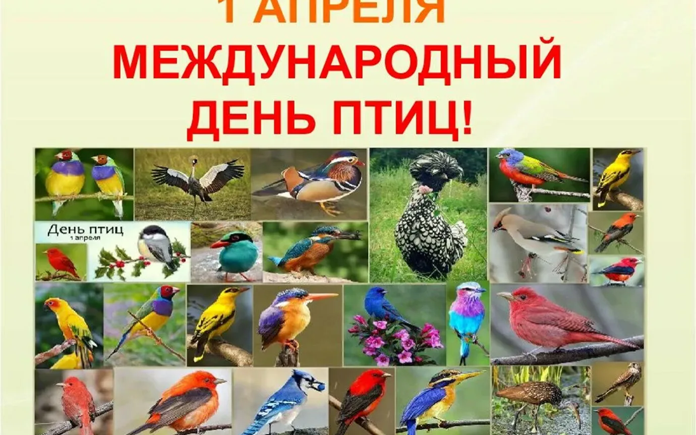 День птиц в россии 2024. День птиц. Международный день птиц. 1 Апреля Международный день птиц. Апрель день птиц.