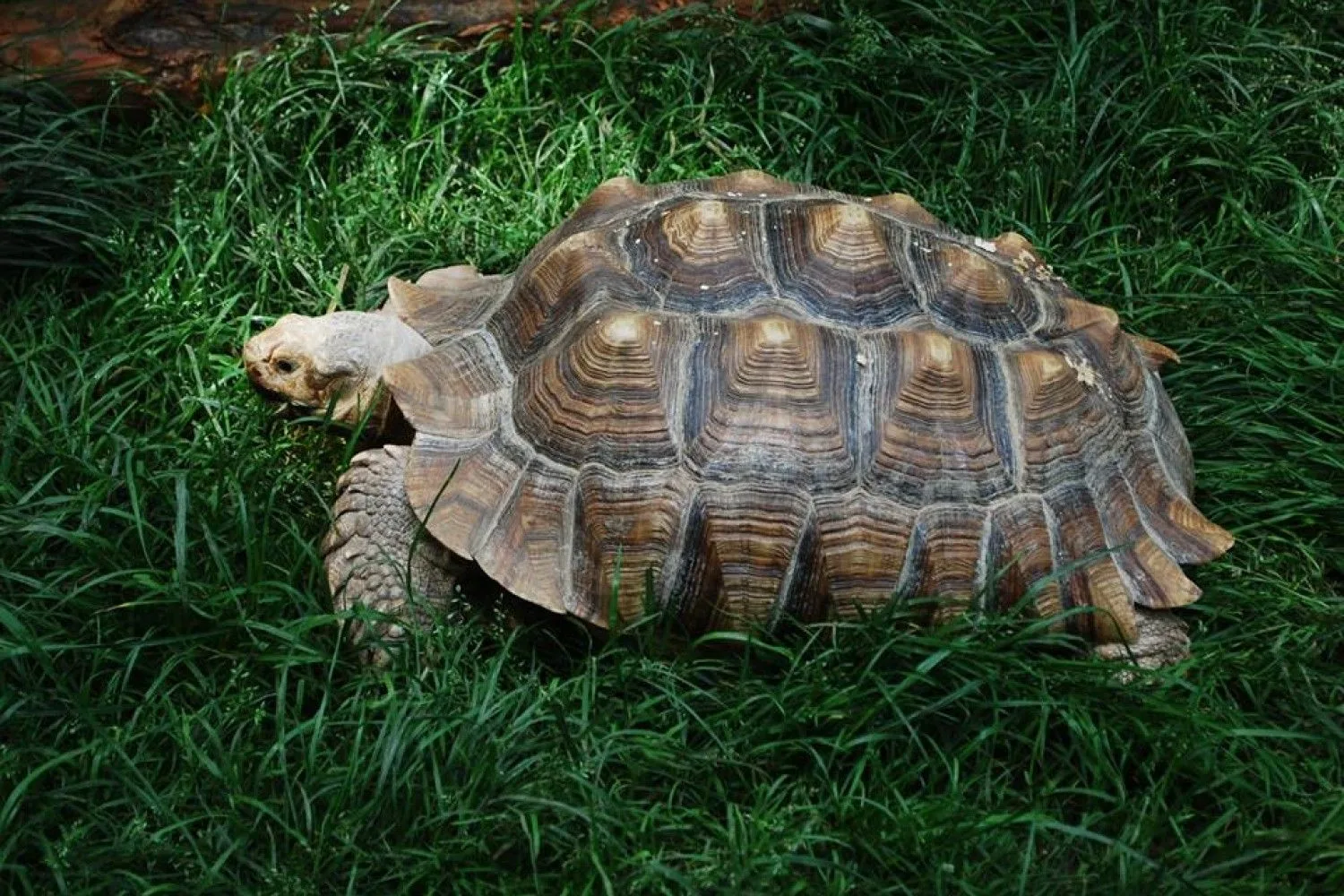 Фото Всемирный день черепахи #57