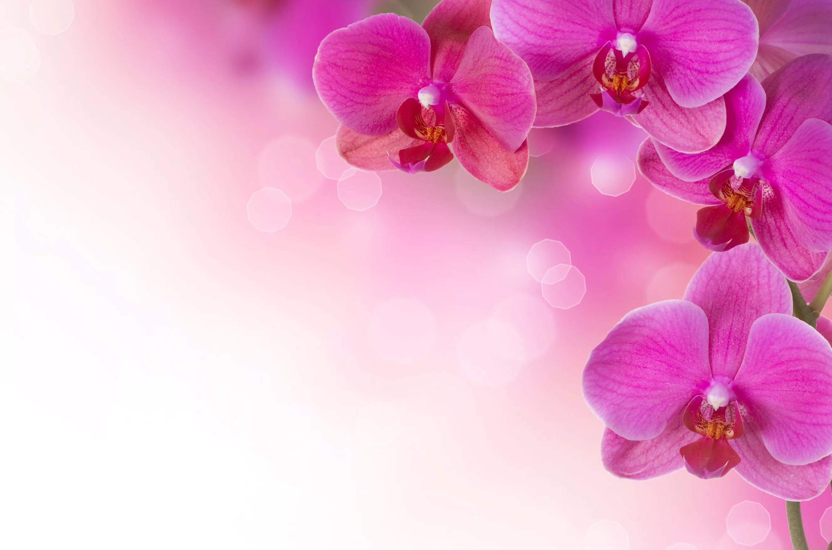 Фото Стихи к подарку орхидея #73