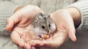 Скачивание изображения #295286