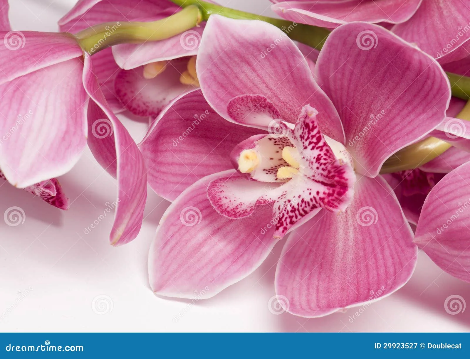 Фото Стихи к подарку орхидея #88