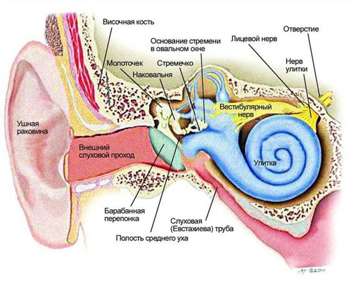 Строение строение слухового анализатора. Строение периферического отдела слухового анализатора. Слуховой аппарат строение анатомия. Схема строения органа слуха. Улитка и слуховой нерв
