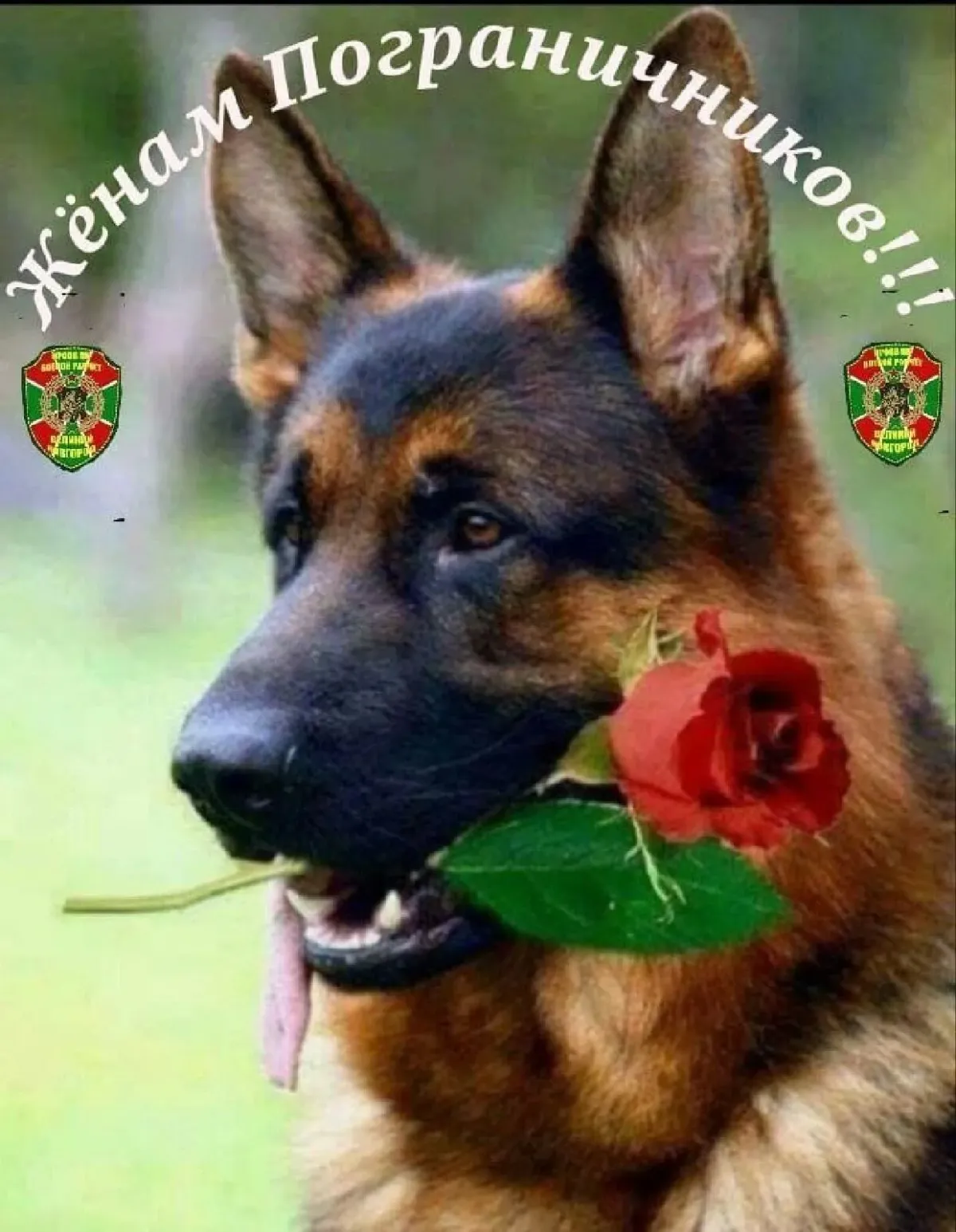 С днем рождения кинологу женщине